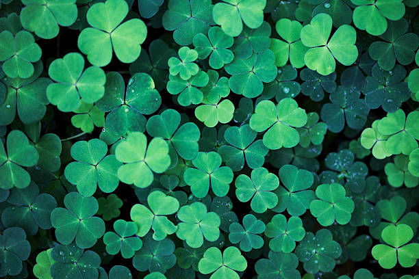 shamrocks