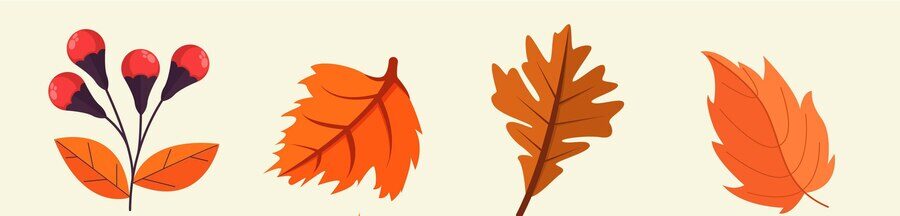 Autumn leaves image for bottom of newsletter
