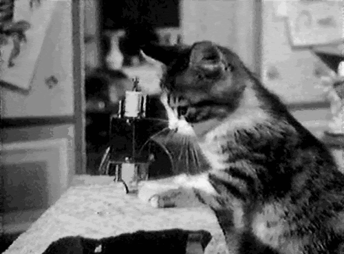 a black and white reel showing a calico cat at a table pushing fabric through a sewing machine